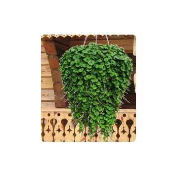 Діхондра Пенелопа Green