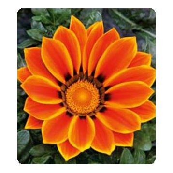 Газанія Пілігрим Orange Star 