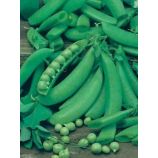 Адагумський семена гороха (Украина)