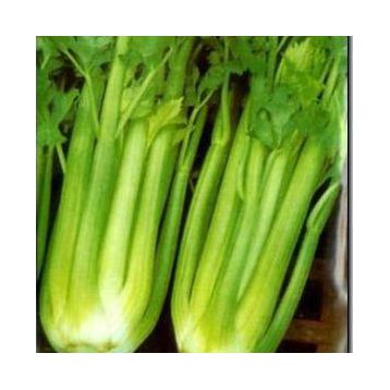 Геліос (Helios) насіння селери черешкової (Елітний ряд)