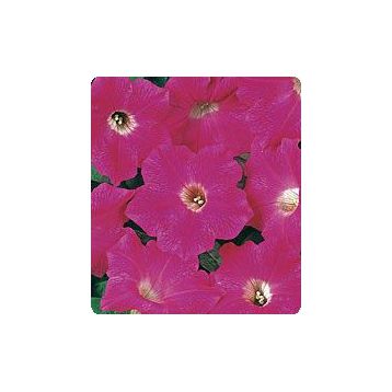 Петунія Ребекка Rose (Роуз) 