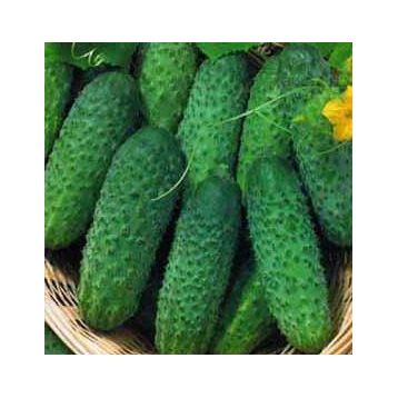 Крак семена огурца (Польша)