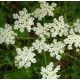 Анис Ажурный семена (GL Seeds)