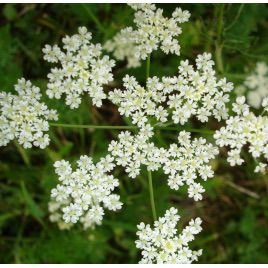 Анис Ажурный семена (GL Seeds)