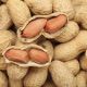 Арахис испанский семена (GL Seeds)