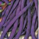 Блаухильде семена фасоли вьющаяся фиолетовой (GL Seeds)