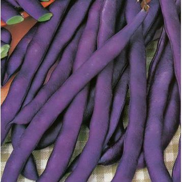 Блаухильде семена фасоли вьющаяся фиолетовой (GL Seeds)