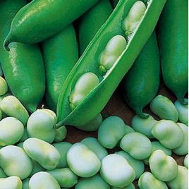 Бобы белые семена (GL Seeds)