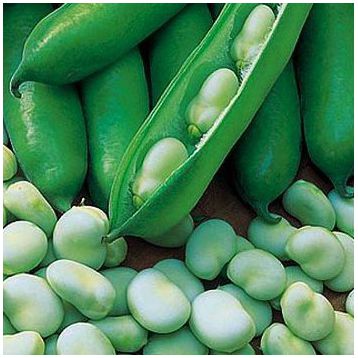 Бобы белые семена (GL Seeds)