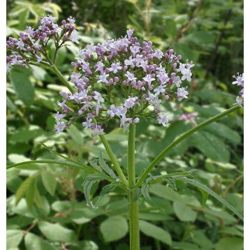 Валерьяна лекарственная семена (GL Seeds)