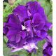 Петунія Фараон Blue (Синя)