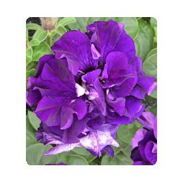 Петунія Фараон Blue (Синя)