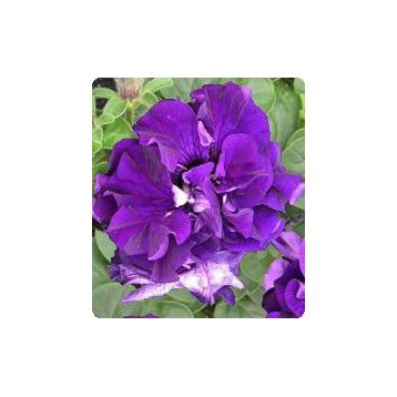 Петунія Фараон Blue (Синя)