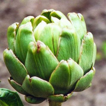Грин Глоуб семена артишока зеленого (GL Seeds)