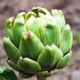 Грин Глоуб семена артишока зеленого (GL Seeds)