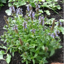 Змееголовник молдавский Горыныч семена (GL Seeds)