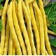 Золотая звезда семена фасоли спаржевой (GL Seeds)
