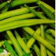 Контендер семена фасоли спаржевой (GL Seeds)
