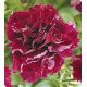 Петунія Фараон Burgundy (Бургунді)