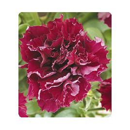 Петунія Фараон Burgundy (Бургунді)