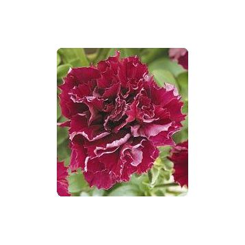 Петунія Фараон Burgundy (Бургунді)