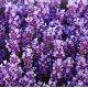 Лаванда крымская многолетняя семена (GL Seeds)