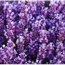 Лаванда крымская многолетняя семена (GL Seeds)