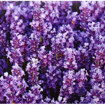 Лаванда крымская многолетняя семена (GL Seeds)