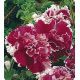 Петунія Фараон Rose Picotee (Роуз Пікоті)