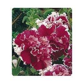 Петунія Фараон Rose Picotee (Роуз Пікоті)