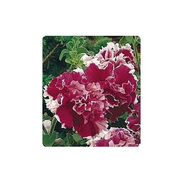 Петунія Фараон Rose Picotee (Роуз Пікоті)