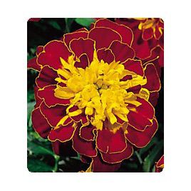 Бархатцы Наоми Red / Yellow