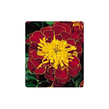 Бархатцы Наоми Red / Yellow