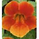 Окинава Orange семена губастика крупноцветкого дражированные (Kitano Seeds)