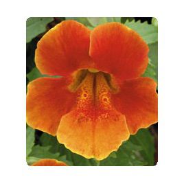 Окинава Orange семена губастика крупноцветкого дражированные (Kitano Seeds)