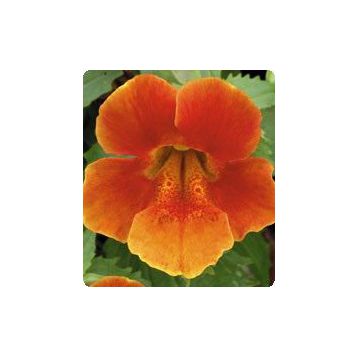 Окинава Orange семена губастика крупноцветкого дражированные (Kitano Seeds)