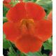 Окинава Red Shades семена губастика крупноцветкого дражированные (Kitano Seeds)