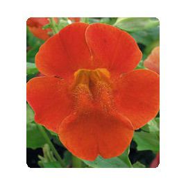 Окинава Red Shades семена губастика крупноцветкого дражированные (Kitano Seeds)