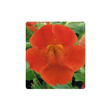 Окинава Red Shades семена губастика крупноцветкого дражированные (Kitano Seeds)