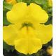 Окинава Yellow семена губастика крупноцветкого дражированные (Kitano Seeds)