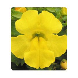 Окинава Yellow семена губастика крупноцветкого дражированные (Kitano Seeds)