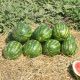 Кримсон Делайт F1 семена арбуза тип Крымсон Свит (Hollar Seeds)