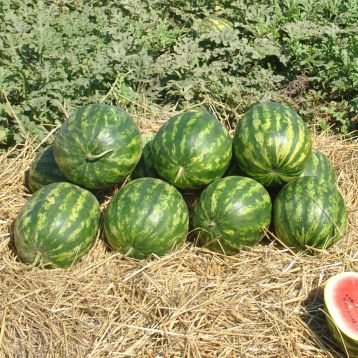 Кримсон Делайт F1 семена арбуза тип Крымсон Свит (Hollar Seeds)