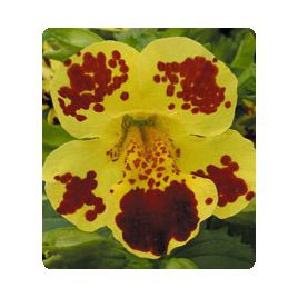 Окинава Yellow Blotch семена губастика крупноцветкого дражированные (Kitano Seeds)