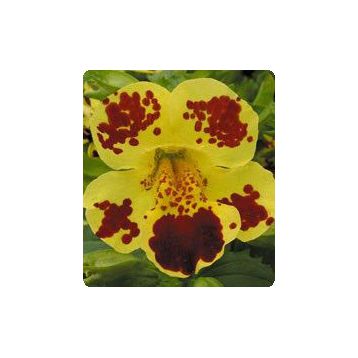 Окинава Yellow Blotch семена губастика крупноцветкого дражированные (Kitano Seeds)