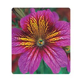 Либра Purple Bicolour семена сальпиглоссиса дражированные (Kitano Seeds)