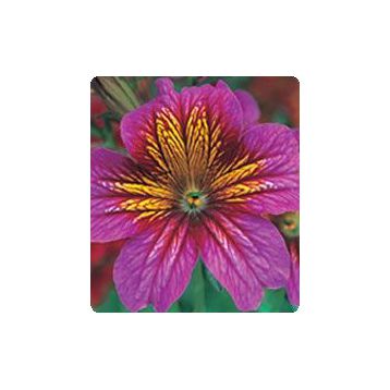 Либра Purple Bicolour семена сальпиглоссиса дражированные (Kitano Seeds)