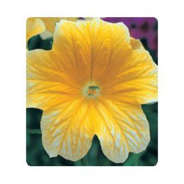 Либра Yellow семена сальпиглоссиса дражированные (Kitano Seeds)