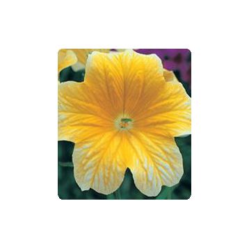 Либра Yellow семена сальпиглоссиса дражированные (Kitano Seeds)