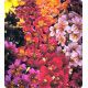 Либра Mixed семена сальпиглоссиса дражированные (Kitano Seeds)